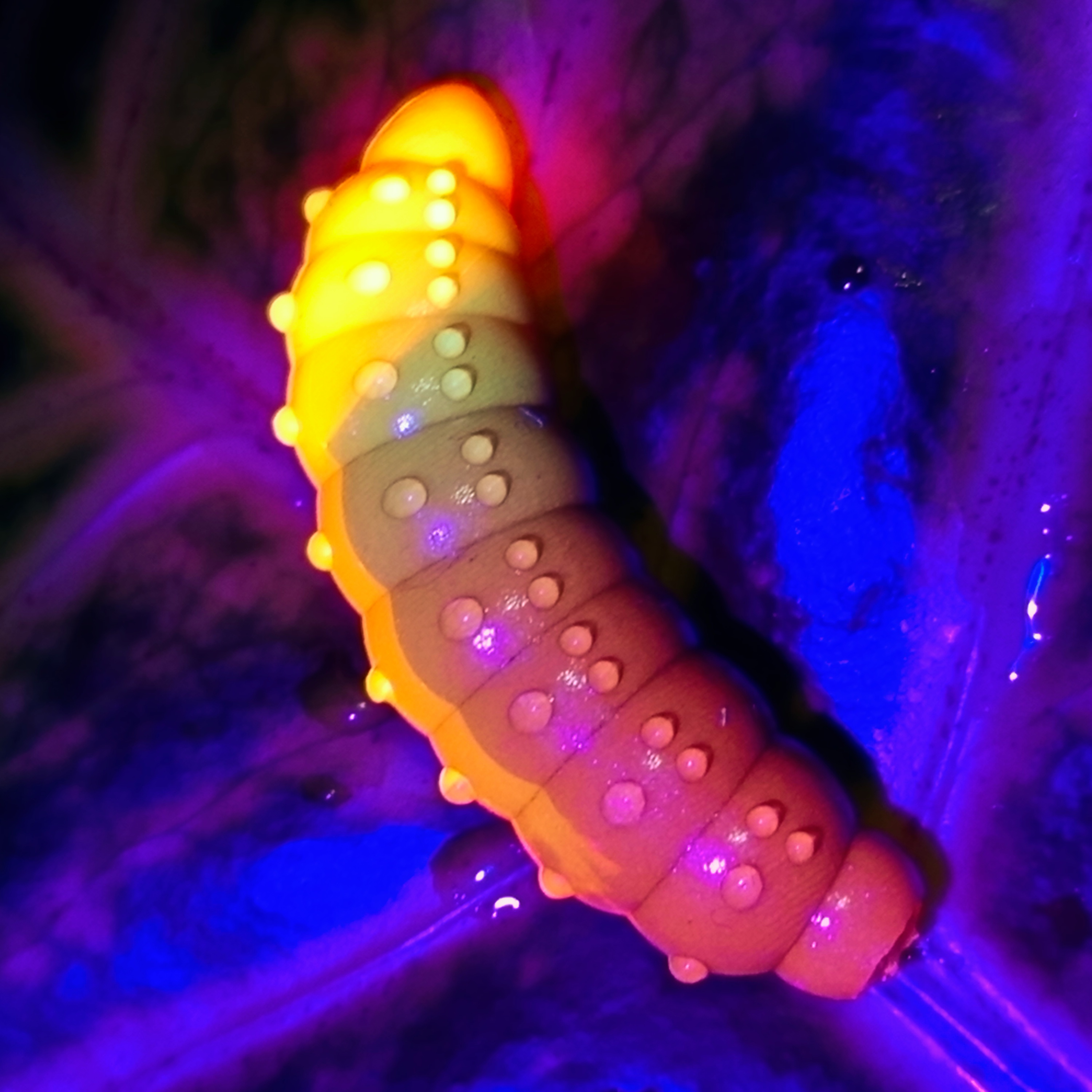 Bruncho 40 - 7ks - DB319 UV (Catchy Brown UV + Fluo Orange UV)