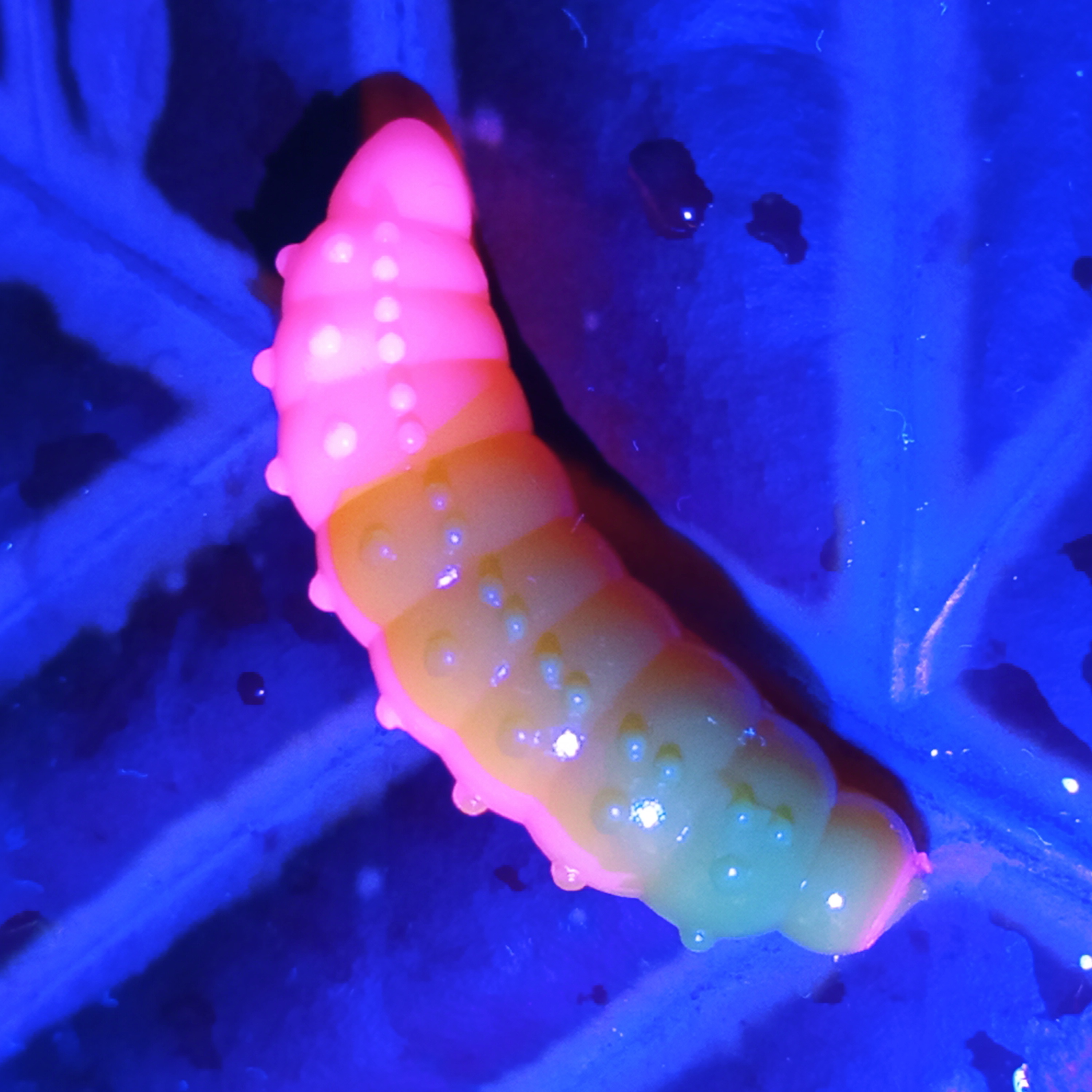 Bruncho 40 - 7ks - DB308 UV (Yellow + Pink UV)