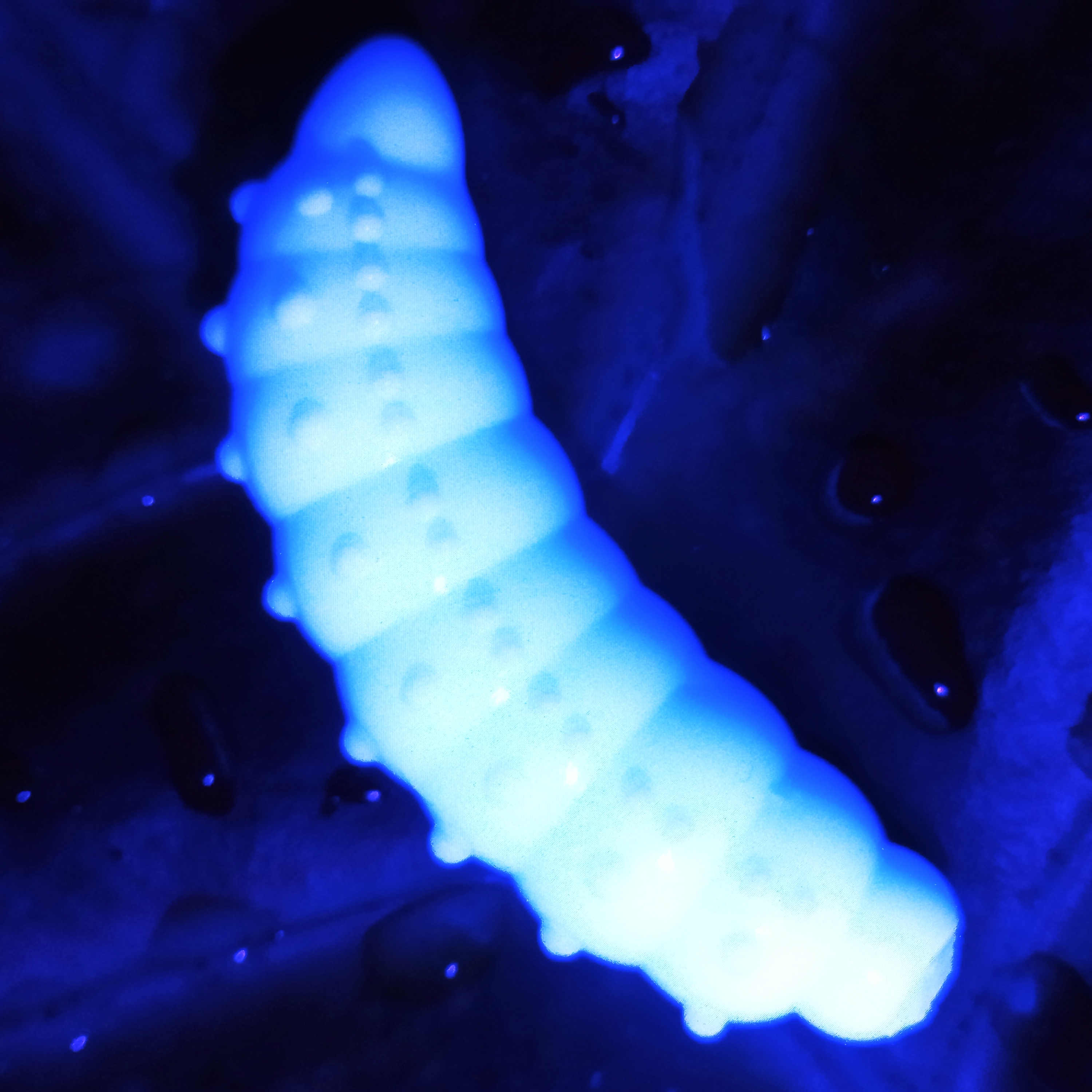 Bruncho 40 - 7ks - 00 White UV