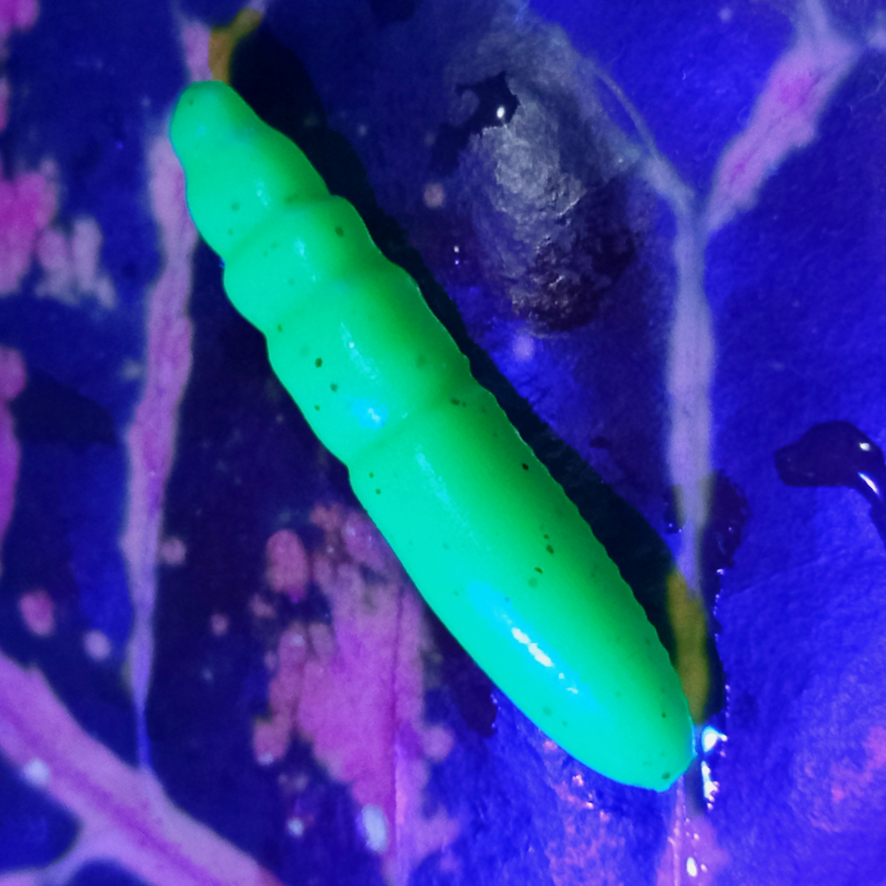 Pepcho Tiny - 10ks - 16 Tasty Green UV