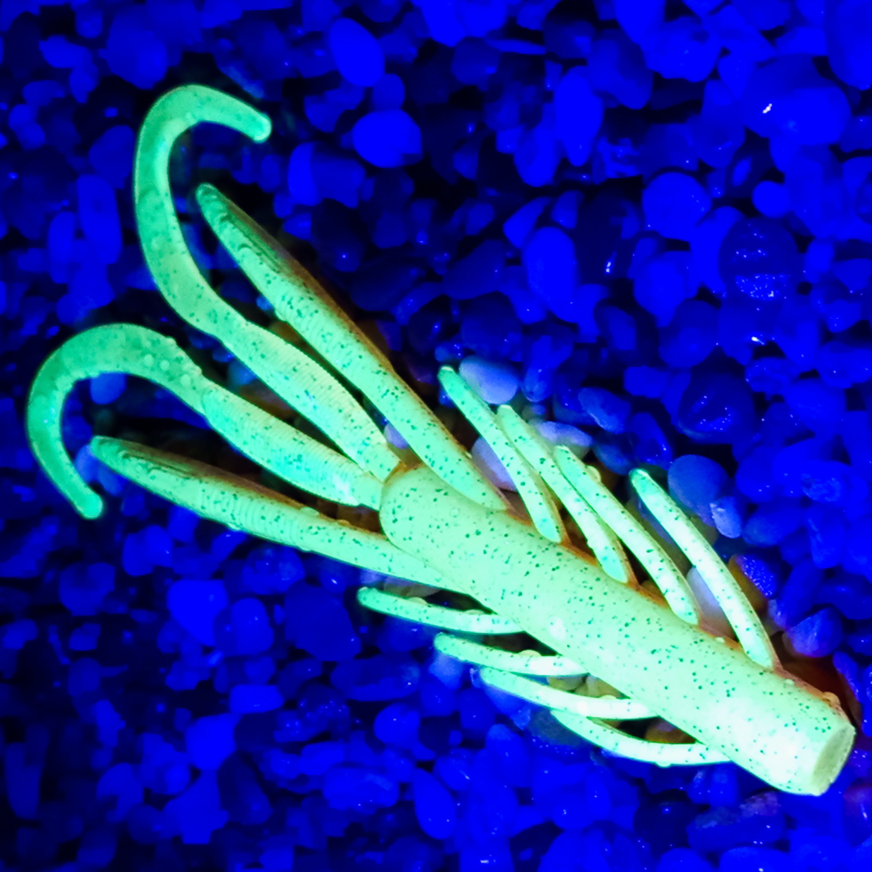 Nyra 14 - SS - 73 Honey Dream Extra UV