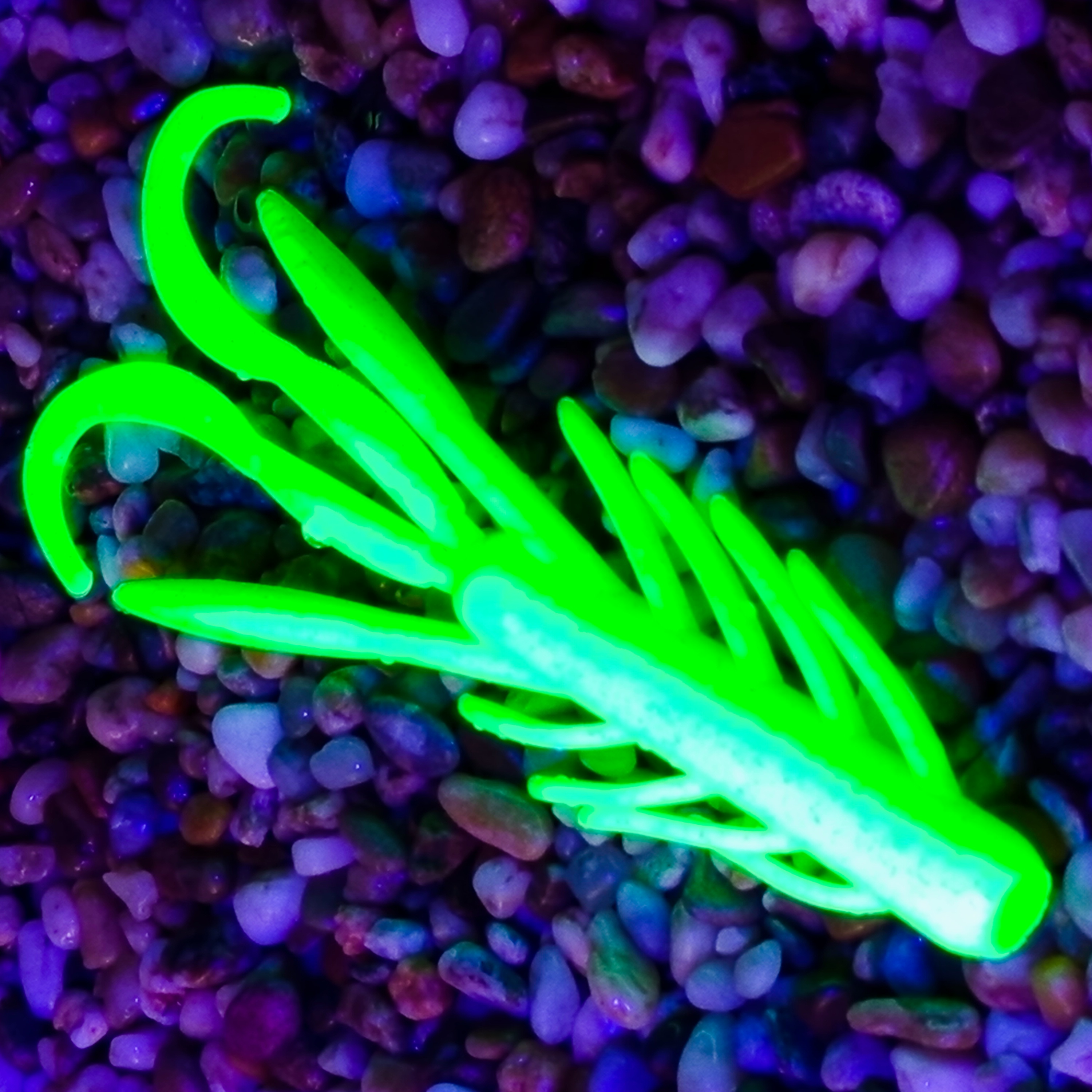 Nyra 14 - PS - 77 Chartreuse Extra UV
