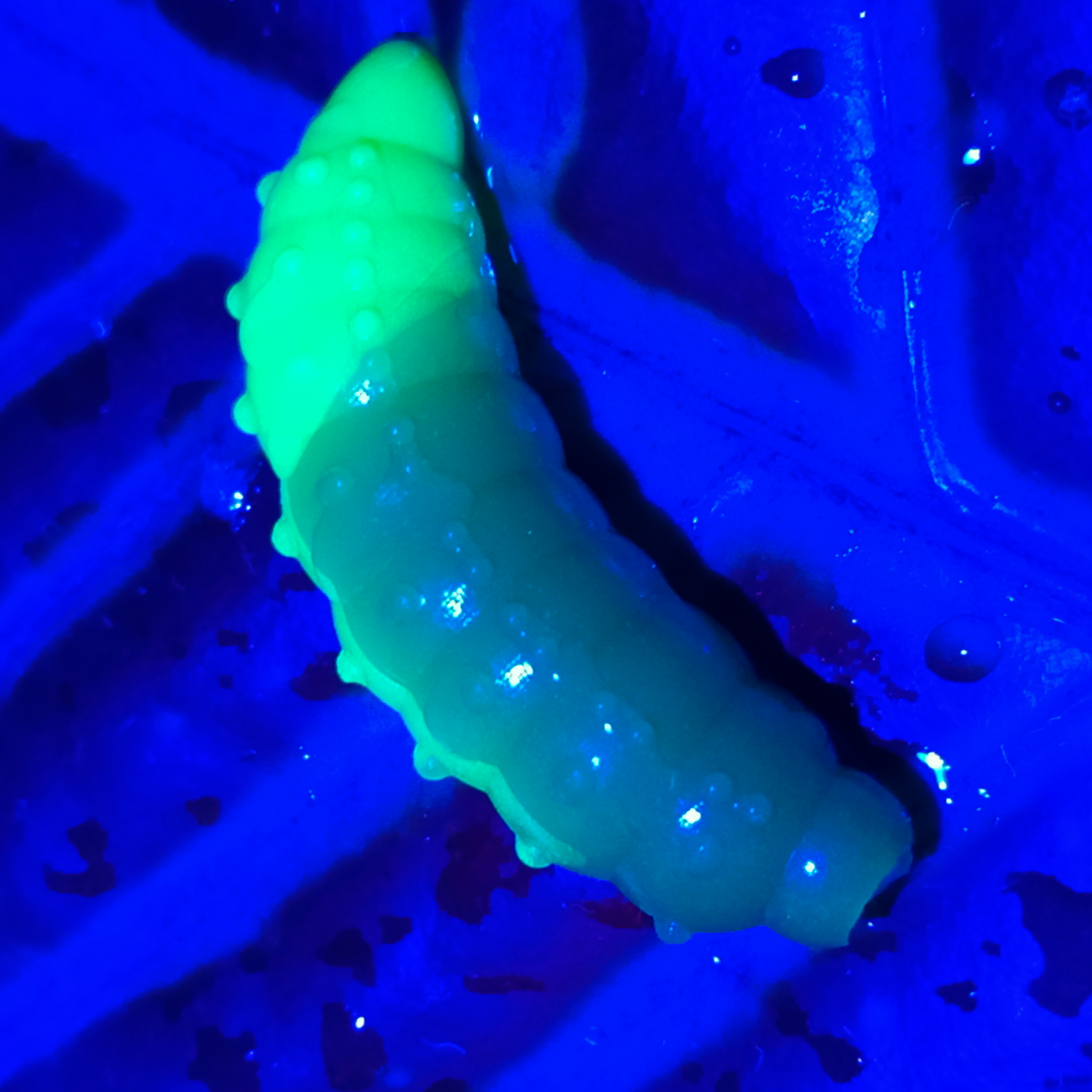 Bruncho 36 - 8ks - DB309 UV (Green + Yellow UV)