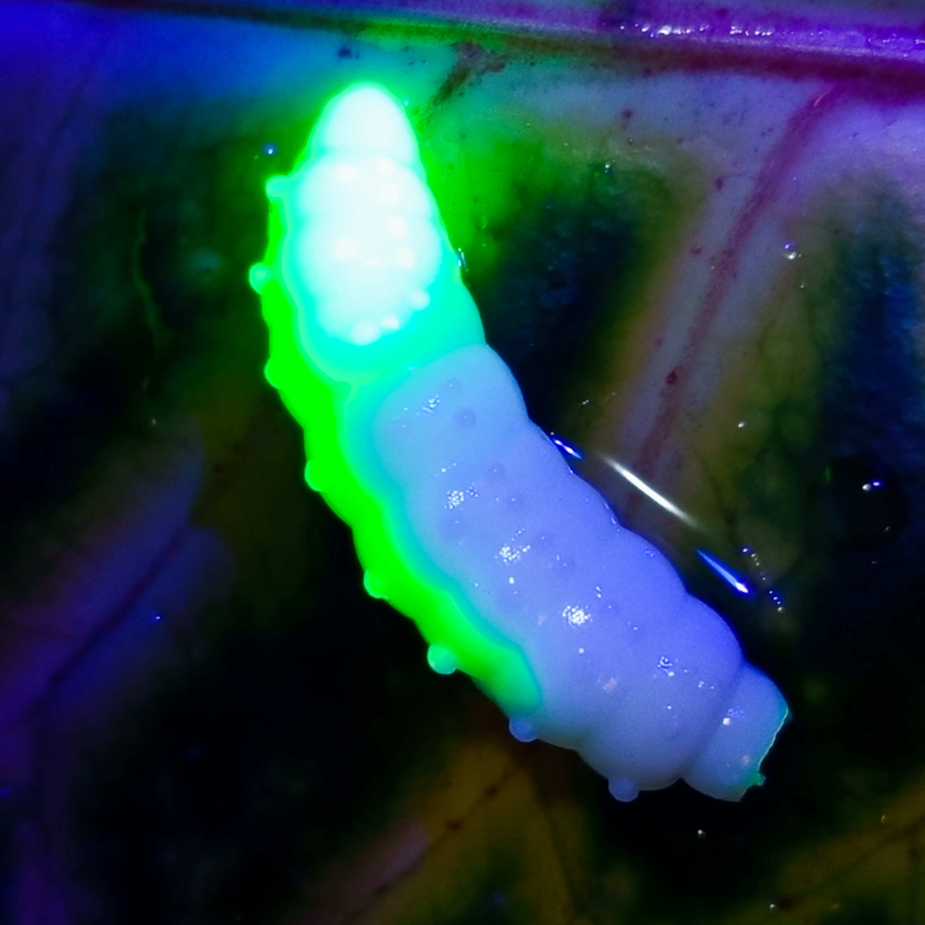 Bruncho 36 - 8ks - DB303 UV (White + Fluo Chartreuse UV)