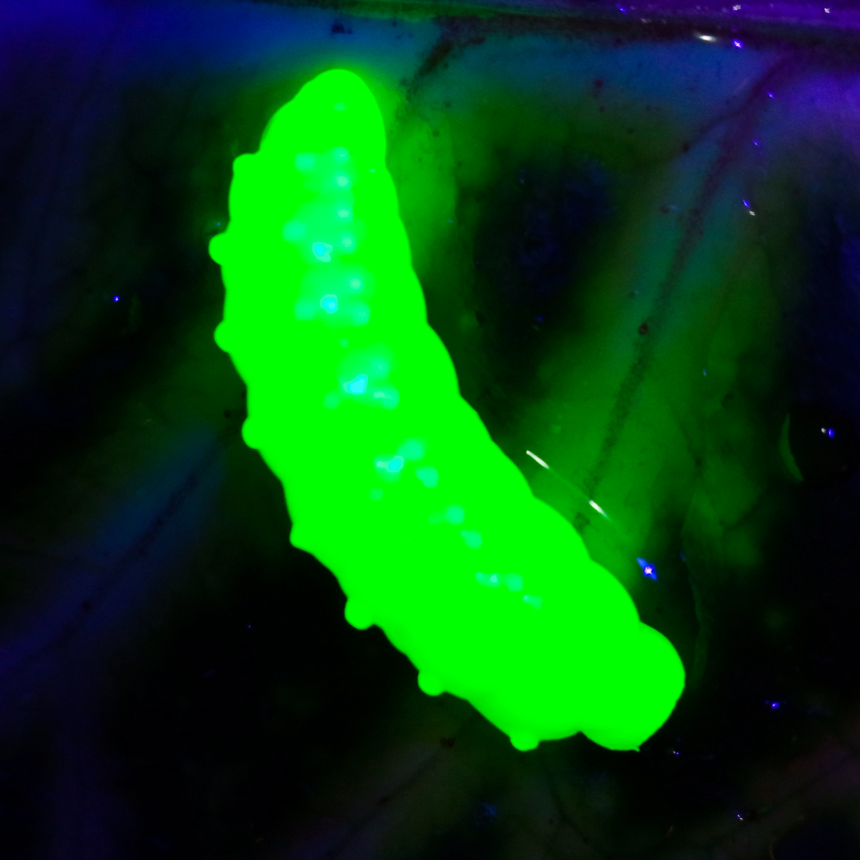 Bruncho 40 - 7ks - 52 Fluo Chartreuse UV