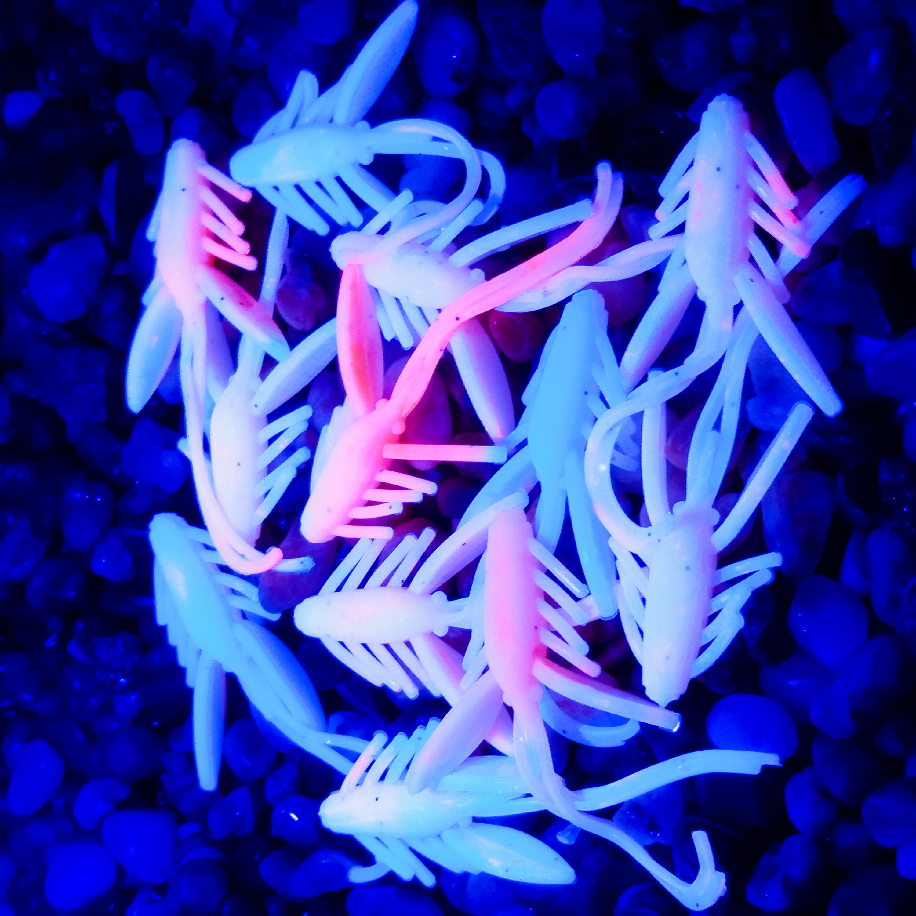 Nympcho - 12ks - 101 Koi UV - Sýr