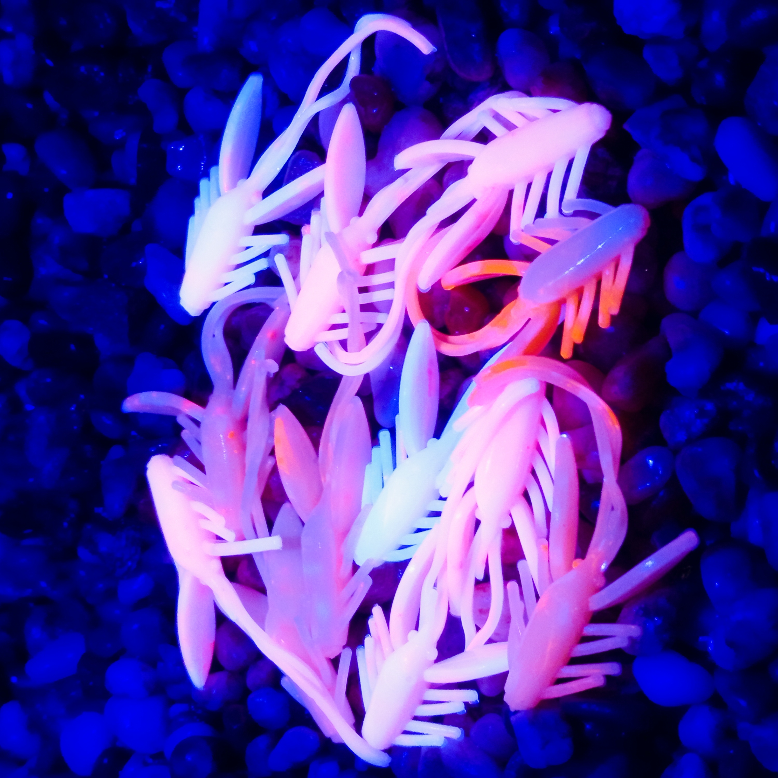 Nympcho - 12ks - LE Koi UV no glitter - Sýr