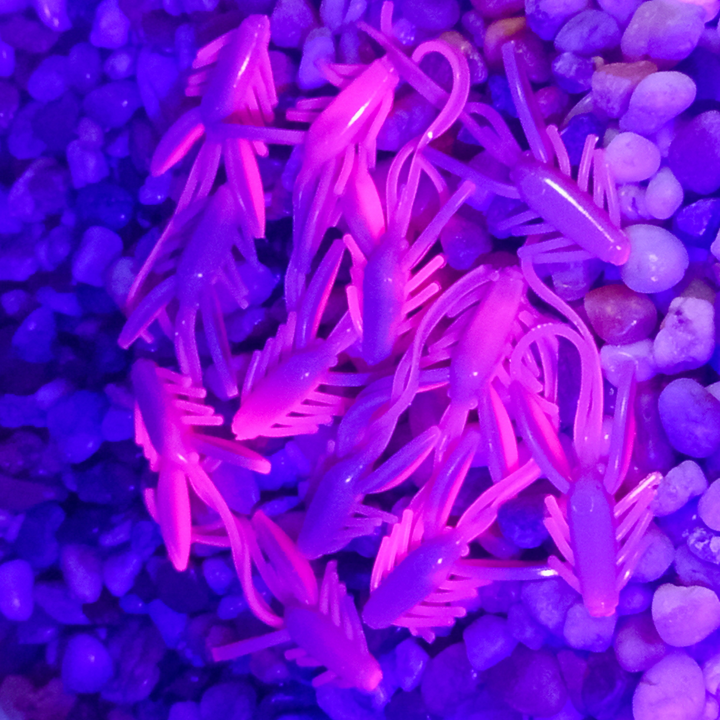 Nympcho - 12ks - NS DB 322 UV (Antique Pink + Pink UV) - Sýr
