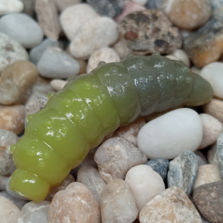 Bruncho 36 - 8ks - DB323 UV (Olive + Salix UV)